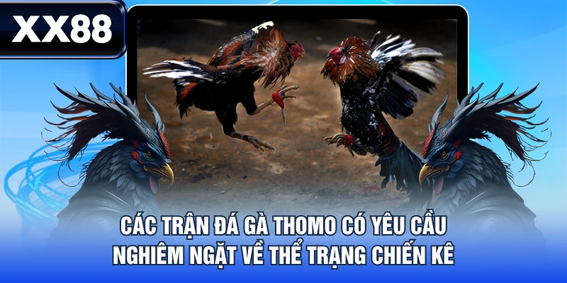 Luật Chơi Đá Gà Thomo Chi Tiết Từ A - Z Cho Tân Thủ