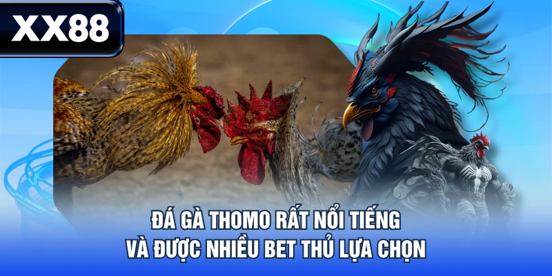 Luật Chơi Đá Gà Thomo Chi Tiết Từ A - Z Cho Tân Thủ