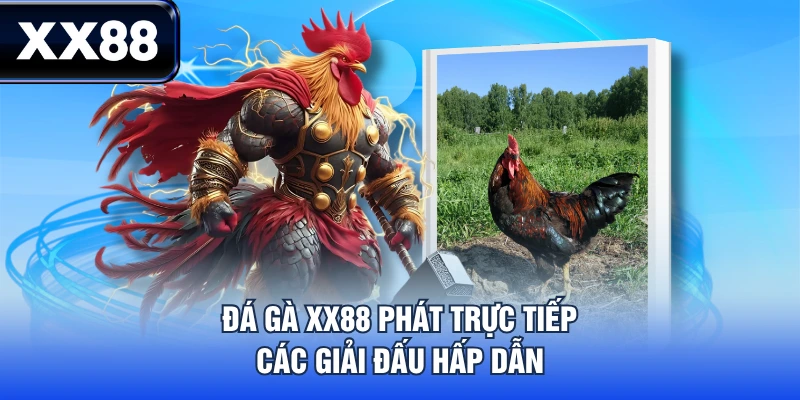 Đá Gà XX88 - Trải Nghiệm Dịch Vụ Đa Dạng, Nhận Quà Hấp Dẫn