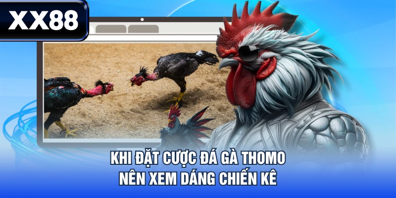 Luật Chơi Đá Gà Thomo Chi Tiết Từ A - Z Cho Tân Thủ